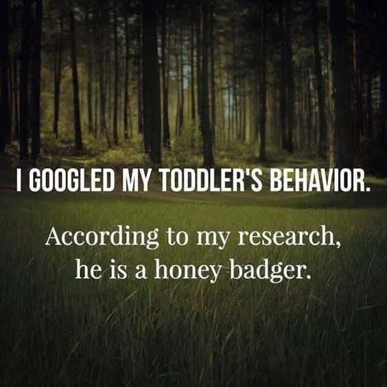 Funny Honey Badger