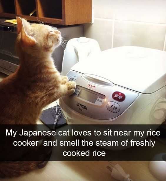 Funny Cat Snapchats Enjoying The Steam