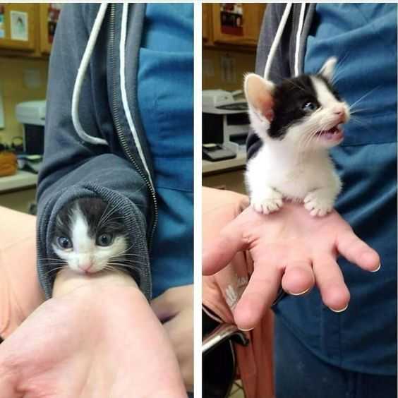 Funny Kitty Sleeve