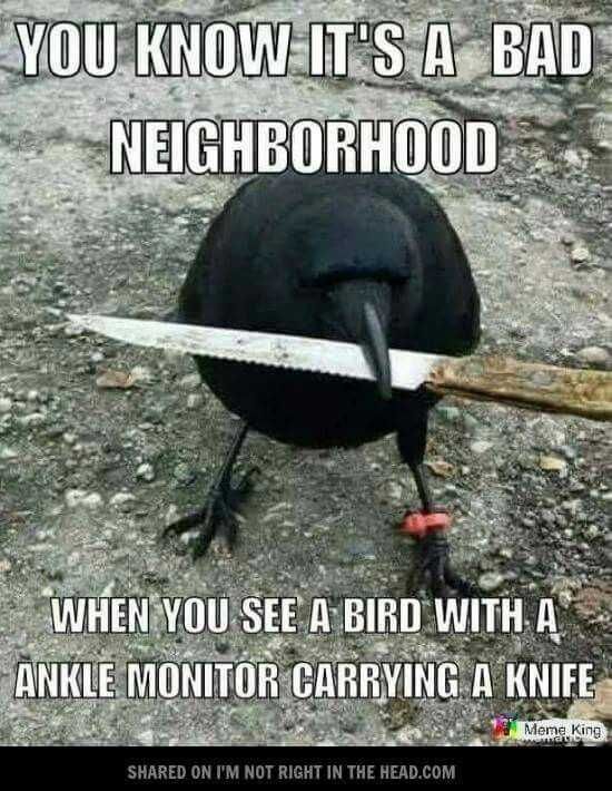 Funny Knife