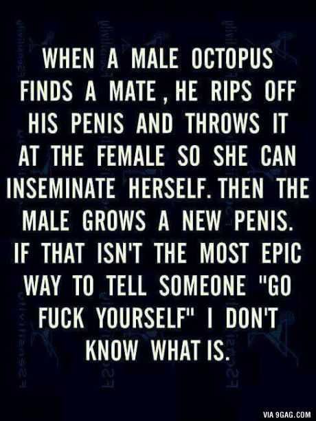 Funny Octopus