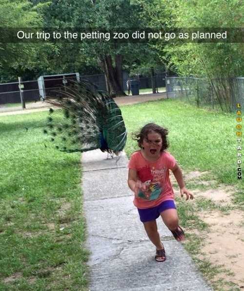 Hilarious Funny Images Don't Pet The Peacock