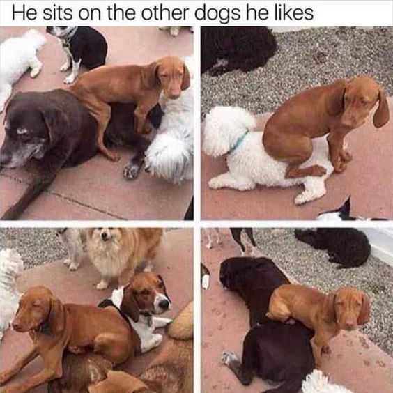 Funny Sits Dogas