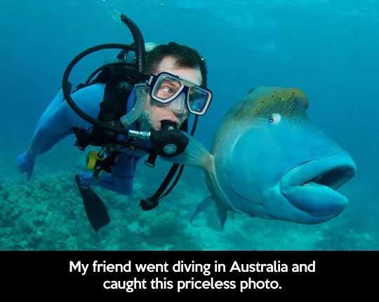 Funny Swimming Tuna