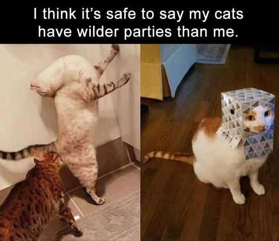 Hilarious Funny Images Cat Party