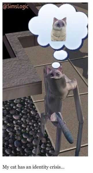 Sims Cat Identity