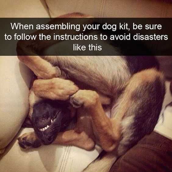 Funny Snapchats Dog Assembly Gone Wrong