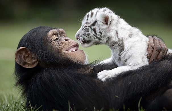 Unusual Animal Friendship Chimp