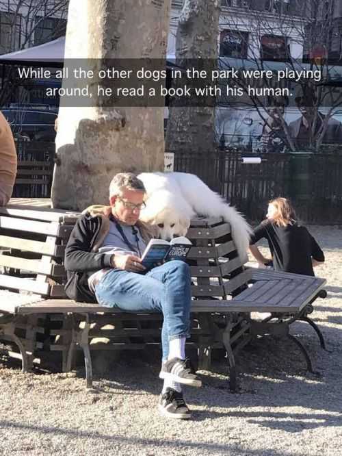 Animal Dog Book