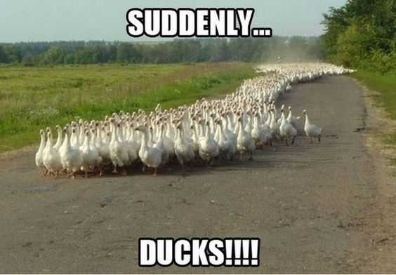 Animal Ducks