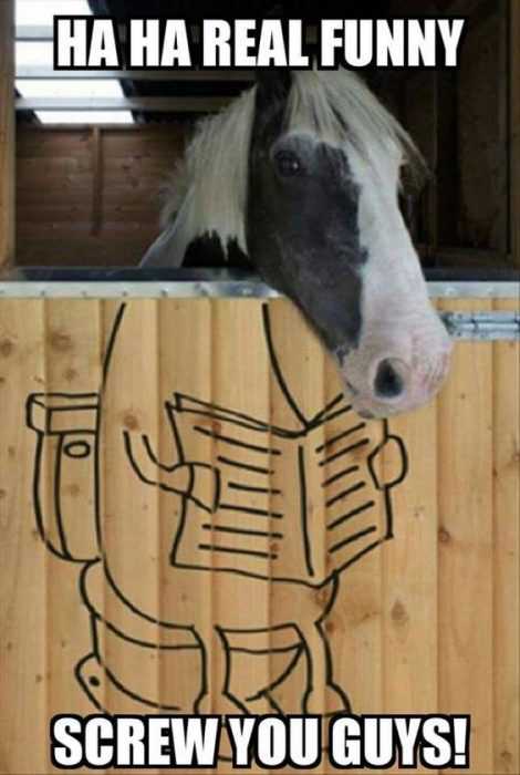 Animal Horse Stall