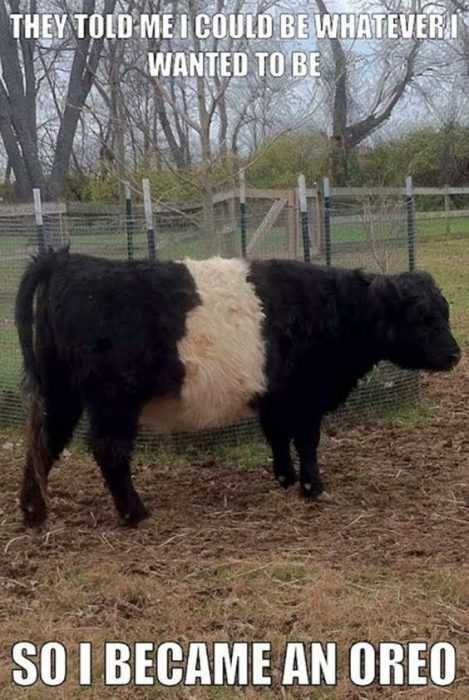 Animal Orecow