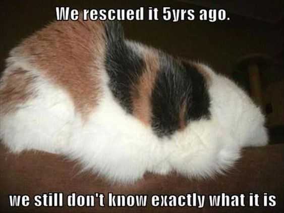 Animal Rescued It