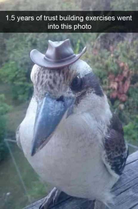 Animal Reset Bird
