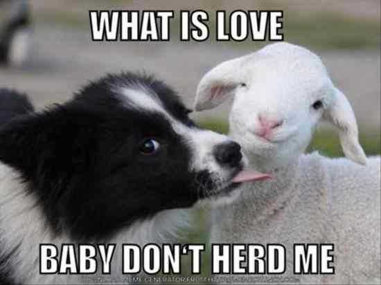 Animal What Is Love