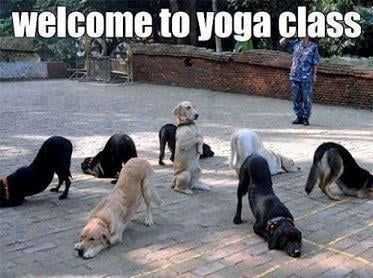 Animal Yga Class