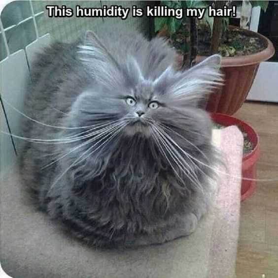 Animals Humidity