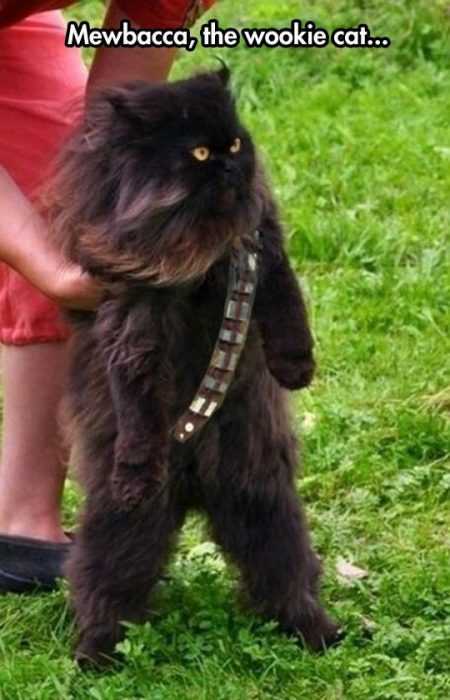 Animals Mewbacca