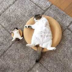 Animals Mini Me