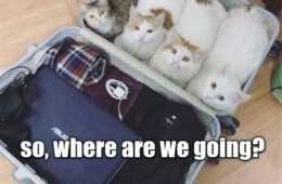 Animals Suitcase Cat