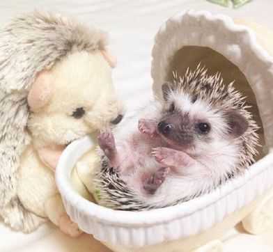 Cute Baby Hedge
