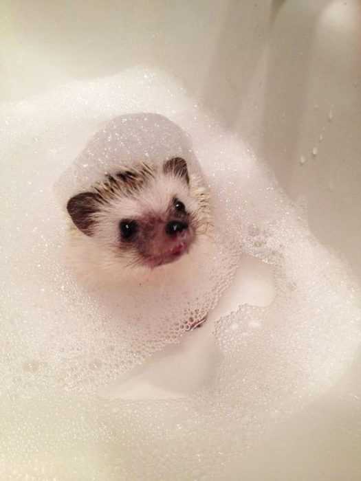 Cute Hedgehog Bath