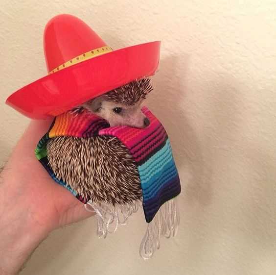 Cute Hedgehog Sombraro