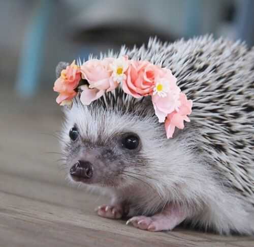 Cute Hedgehog