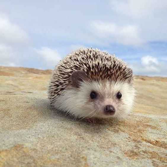 Cute Sand Hog