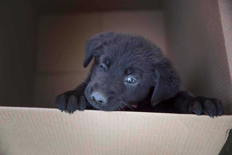 Facebook Dog Reveal