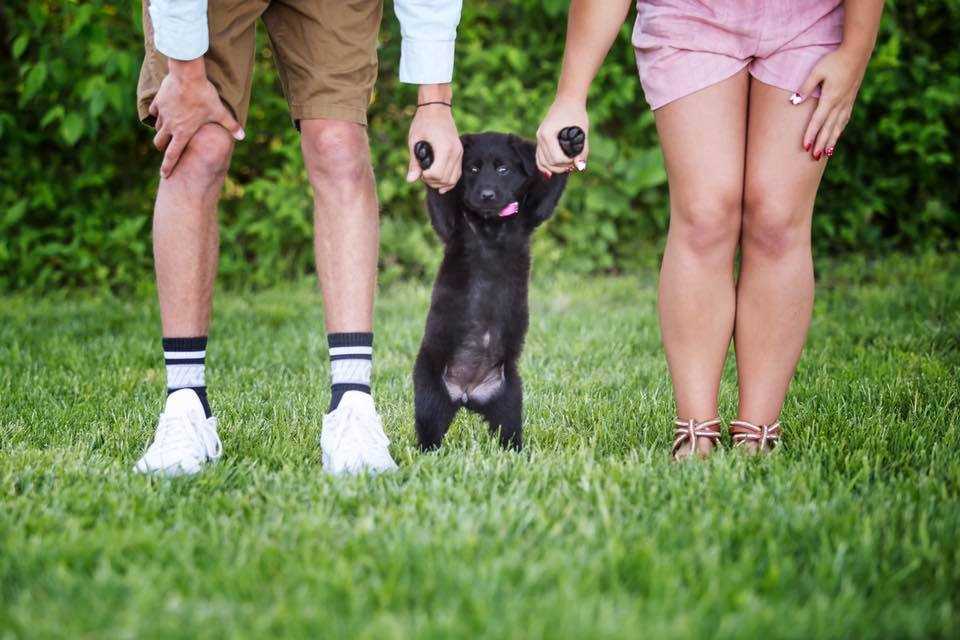Facebook Raven Paws