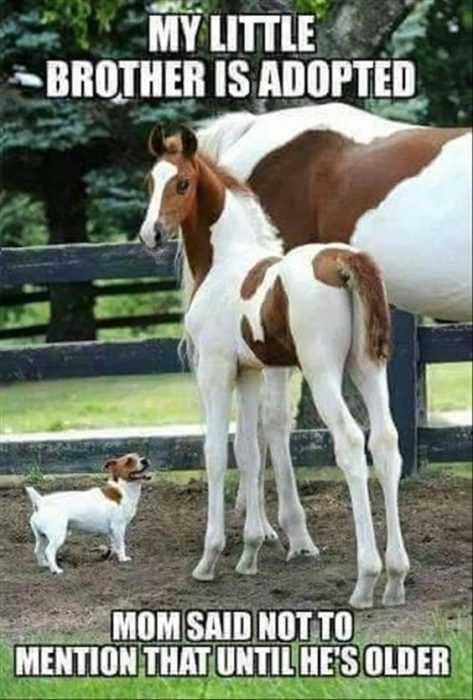 Funny Adopted