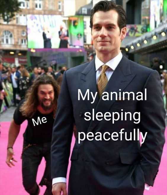 Funny Animal Sleeping