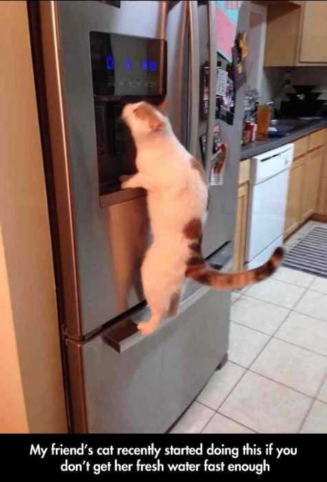 Funny Cat Water
