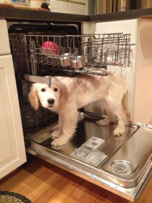Funny Dishwasher