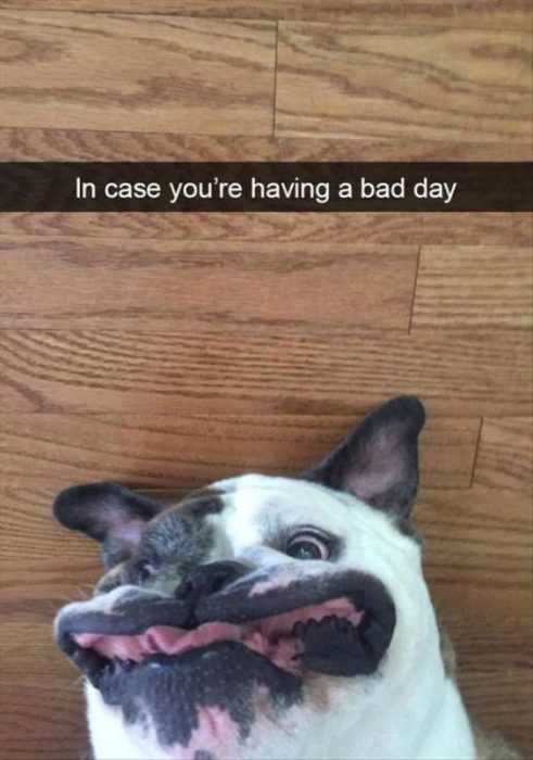 Funny Dog Floor