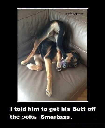 Funny Dog Sofa