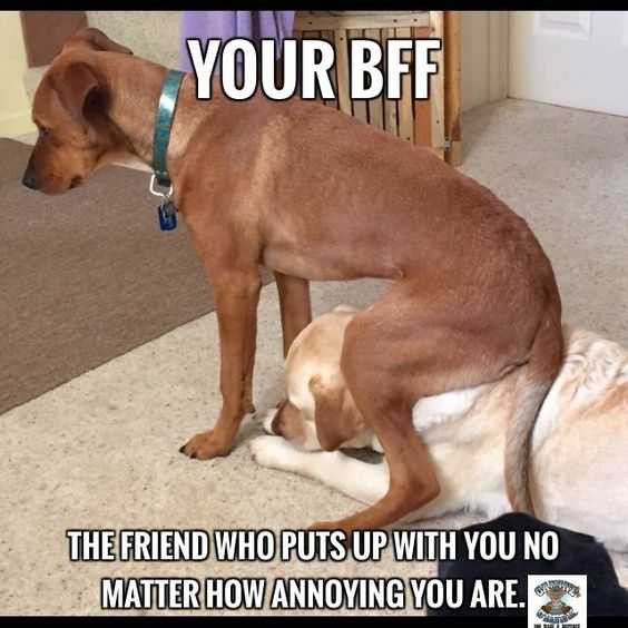 Funny Dog Squat