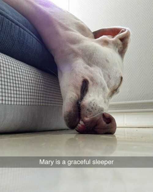 Funny Dogs Graceful