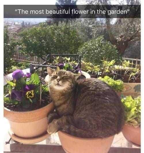 Funny Flower In Thegarden