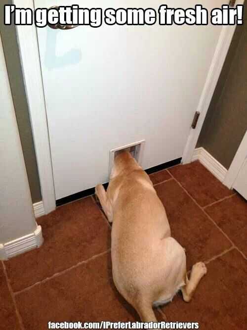 Funny Fresh Air