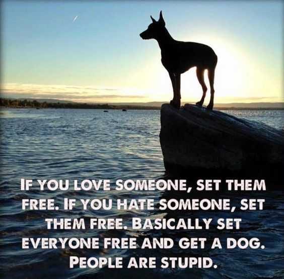 Funny Get A Dog