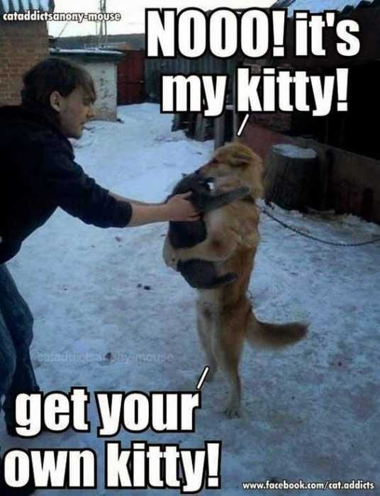 Funny Get Kitty