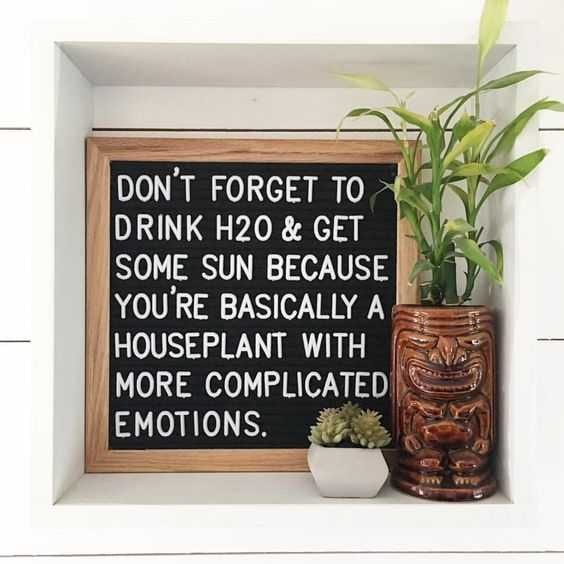 Funny Houseplant