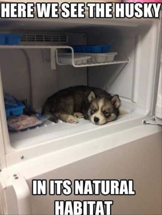 Funny Husky Freezer