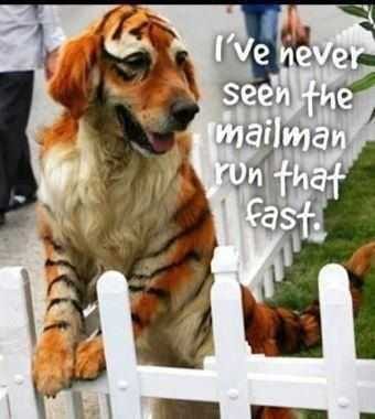 Funny Mail Man