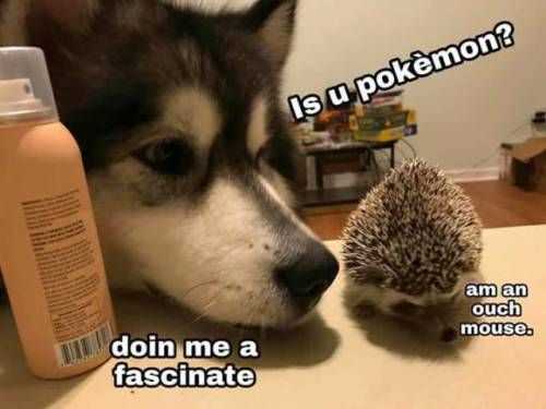 Funny Ouch Mouse