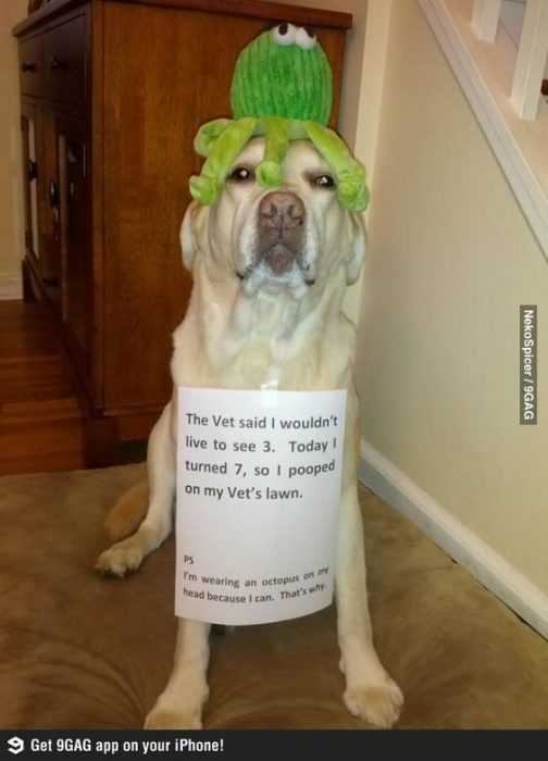 Funny Turned 7