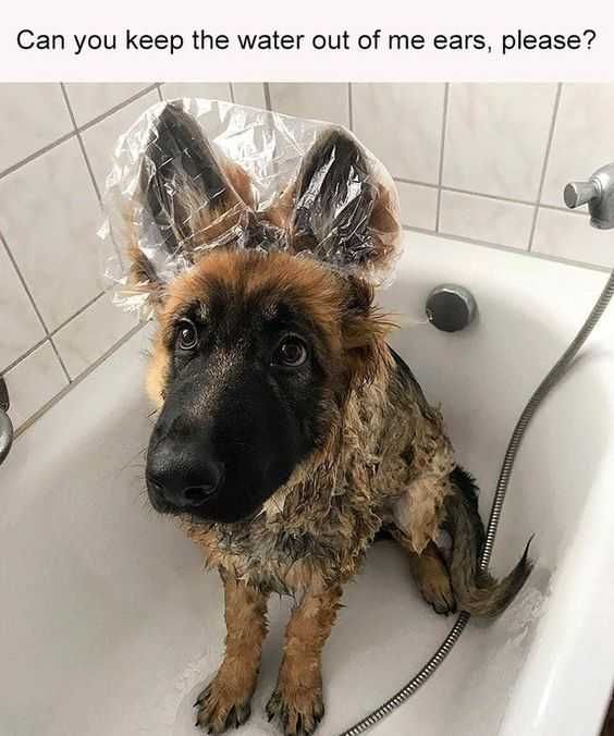 Funny Water Out Ears