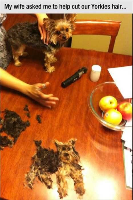 Funny Yorkies Hair